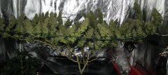 scrog