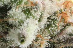 hydro