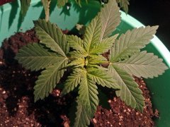 Critical Kush