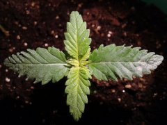 critical cush