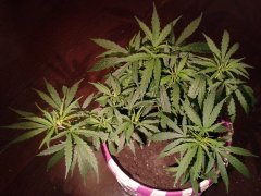 noname goa seeds