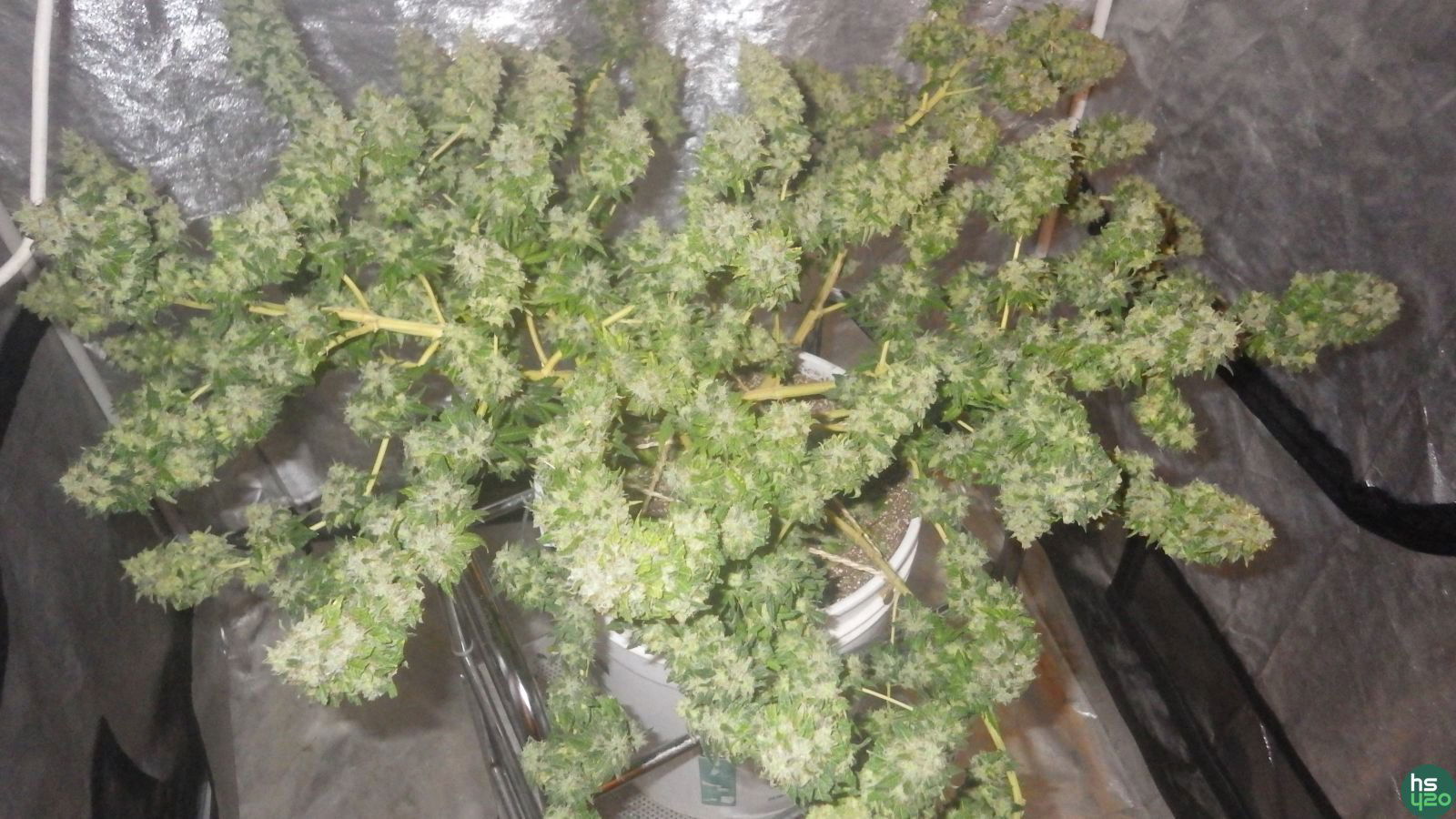 Amnesia fem / Bulk Seeds