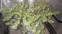 Amnesia fem, Bulk Seeds
