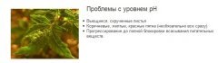 Проблемы PH