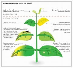Дифицит питательных веществ (дополнение)
