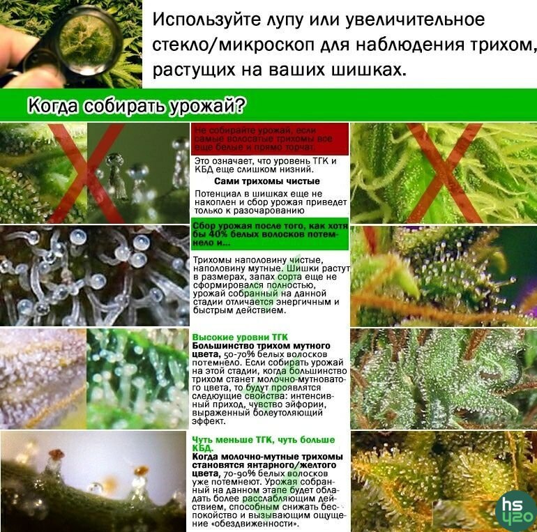 Сбор урожая!