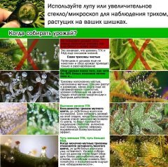 Когда собирать урожай?