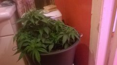 WP 20170113 20 58 44 Pro