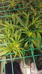 cvet2 (2)