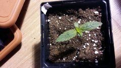 20160304 023443