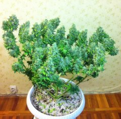ХВ 3