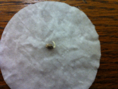 seed