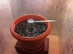 grow start