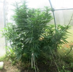 Клончики Amnesia fem.