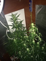 Cristal METH и Северное сияние 30 дней