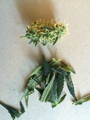 Amnesia fem (обрезка)