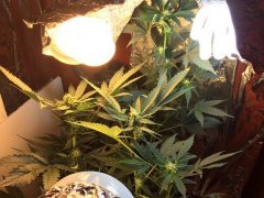 Еще одна GSC