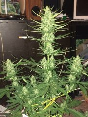 Crystal METH от Fust Buds 39 дней