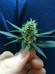 Amnesia fem (на пробу)
