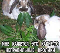 к чему приучиш- то и получиш
