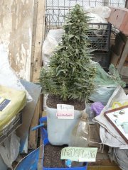 Дьяволица 59 дней