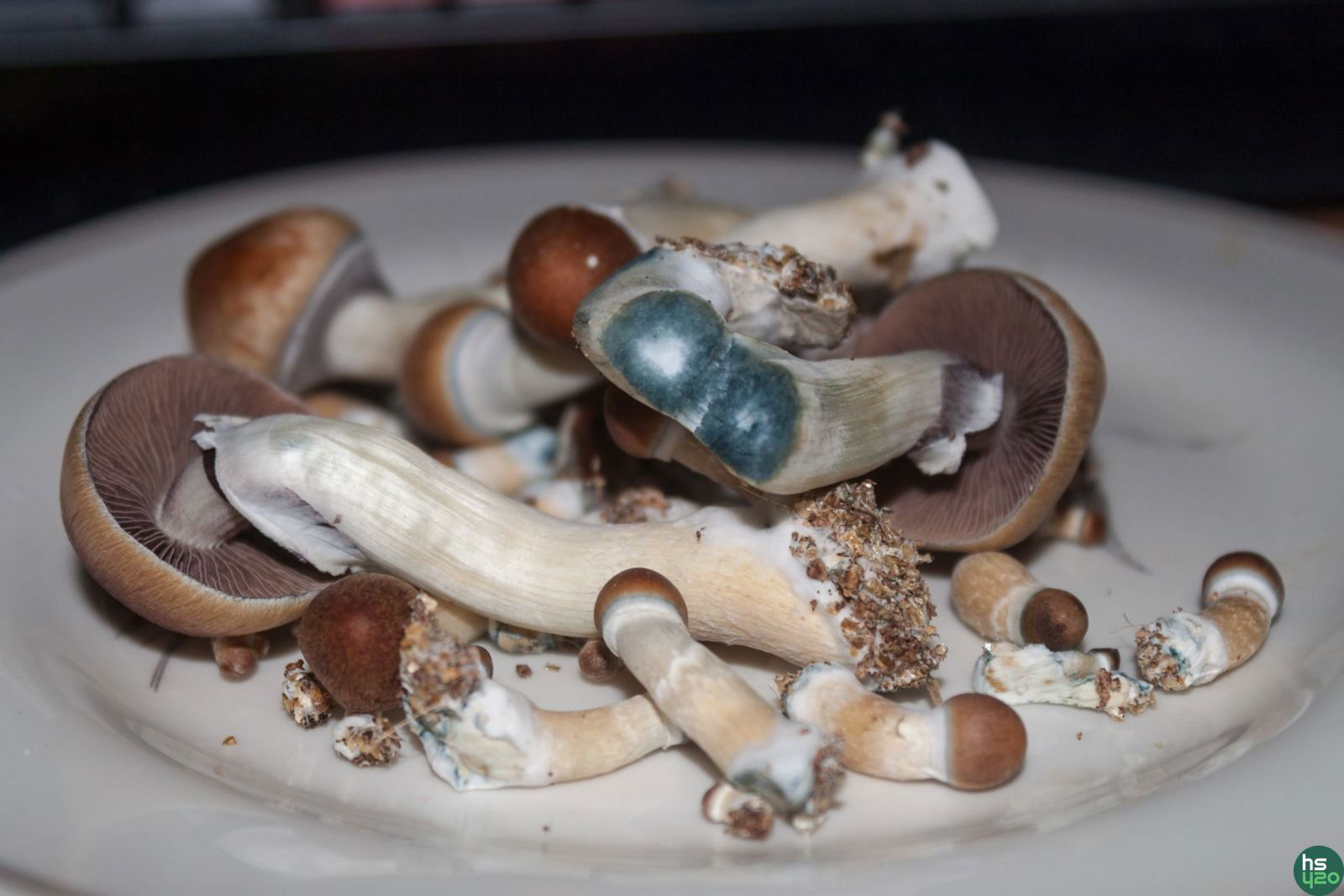 первый гров Psilocybe cubensis St - Blue Meanie и B+