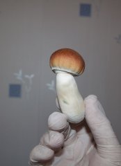 прям боровик)