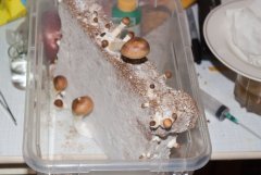 харвест