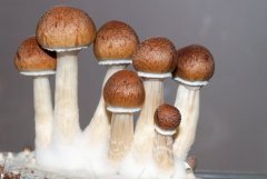 грЫбочки