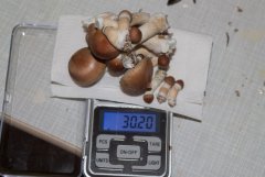 харвест