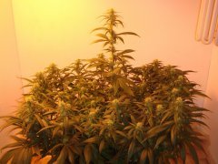 Y Griega \ Medical Seeds