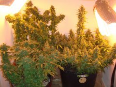 El Nino' / Og Kush / Y Griega