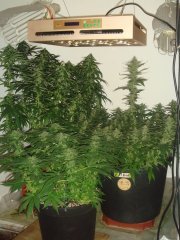 El Nino' \ Og Kush \ Y Griega