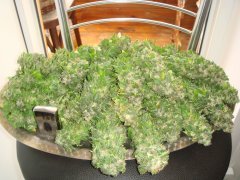 Og Kush \ Reserva Privada