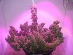 Y Griega \ Medical Seeds