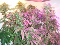 Og Kush \ Reserva Privada