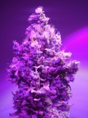 Y Griega \ Medical Seeds