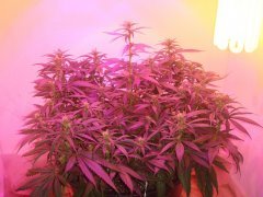 Y Griega \ Medical Seeds