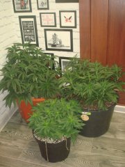 Og Kush \ Reserva Privada