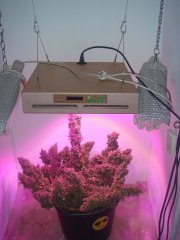 Y Griega \ Medical Seeds