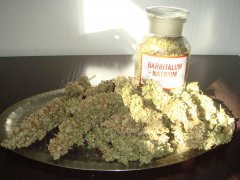 Y Griega \ Medical Seeds