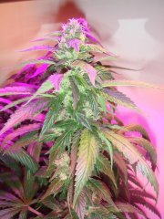 Og Kush \ Reserva Privada