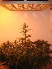 Y Griega \ Medical Seeds