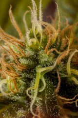 White Widow