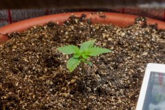 7 дней White Widow