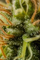 White Widow
