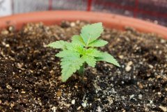 9 дней White Widow