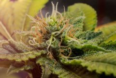 White Widow