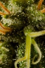 White Widow