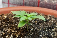 White Widow 10 дней желтеет лист. опять